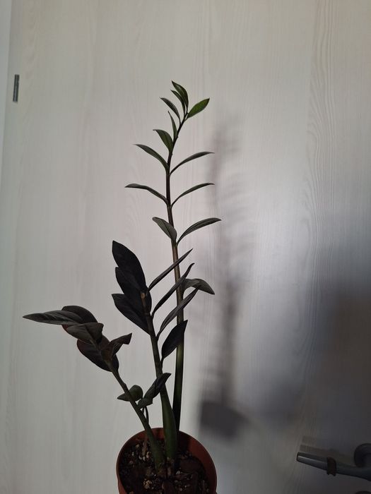 Zz raven cu 3 tije își caută căsuță