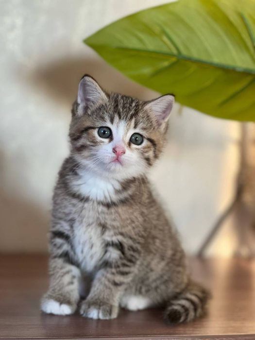 Продаются британские  котята