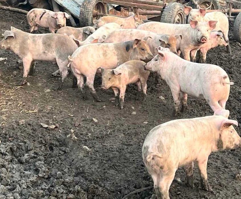 Продавам прасенца