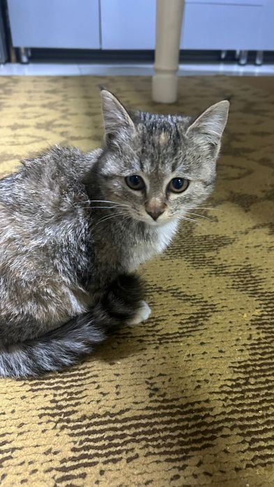 Мысық пародия...