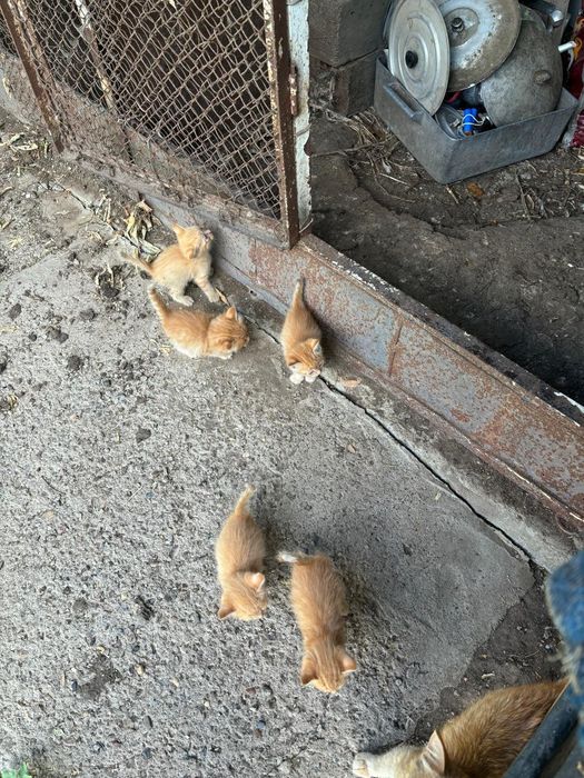 Котят отдам красивых