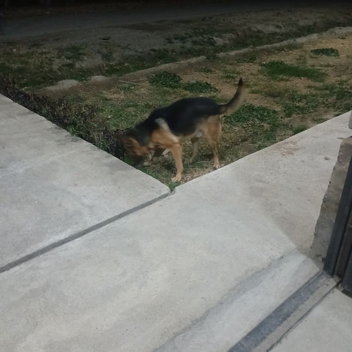 Ассалому алейкум, жуда акилли ит