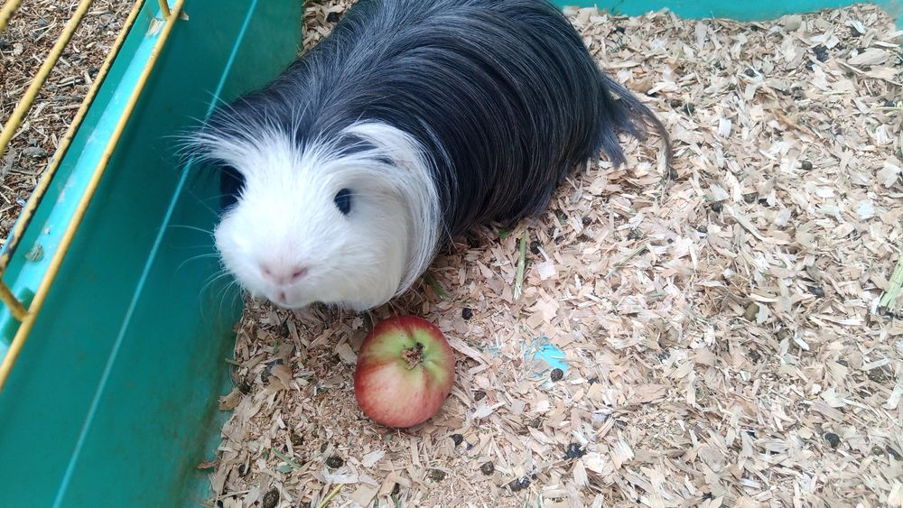 Морские свинки домашнего разведения