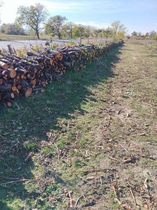 Дърва за огрев череша