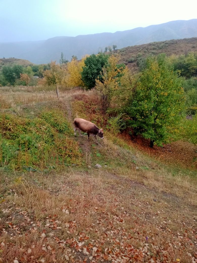 Семіз тайынша сатамын