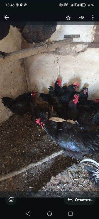 Продаю домашних кур и петушка породы Сибирская мохноножка
