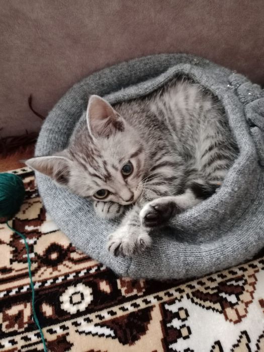 Отдам котёнка в добрые руки