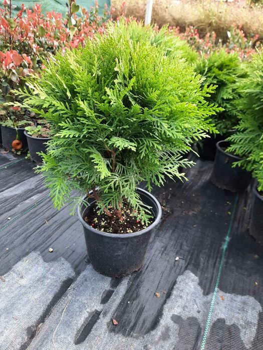 Tuia Danica Glob / Leylandii / Tuia Auriu / Smaragd / Prunus Laurocir.