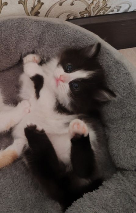 Отдам котёнка в добрые руки