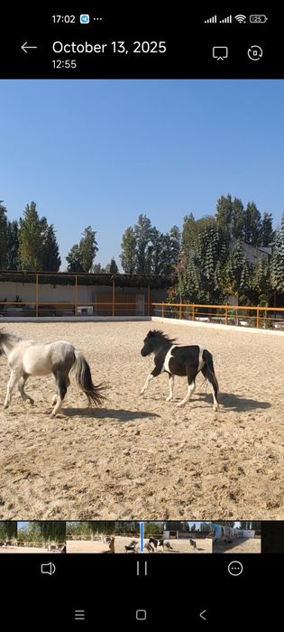 Пони сотилади 1 пара ок кора  эркеги  ок серенвий ургочи