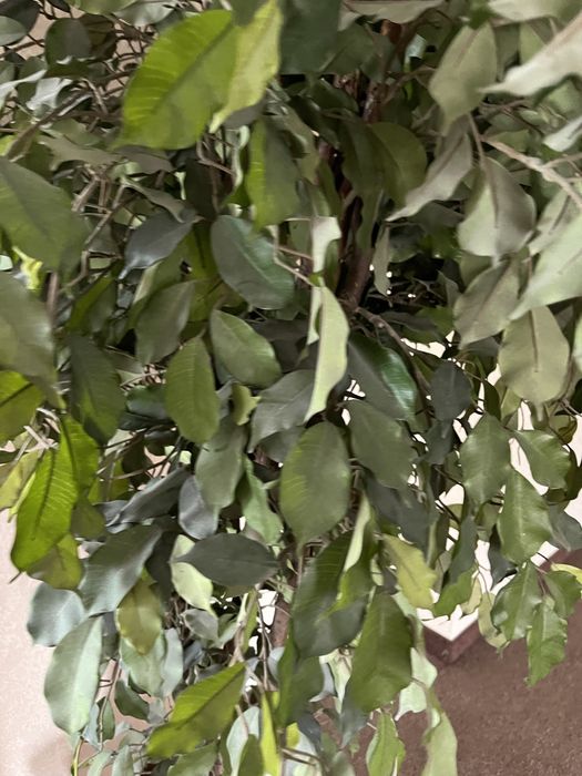 Искуствееные растения в горшке 1.8 м