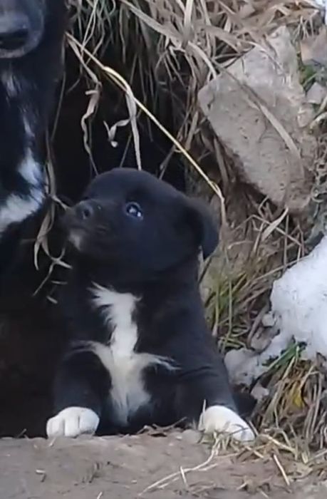 Подари щенку-девочке шанс на счастливую жизнь