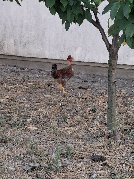Vând 10 pui de casa tineret(6 puicute + 4 cocoșei)