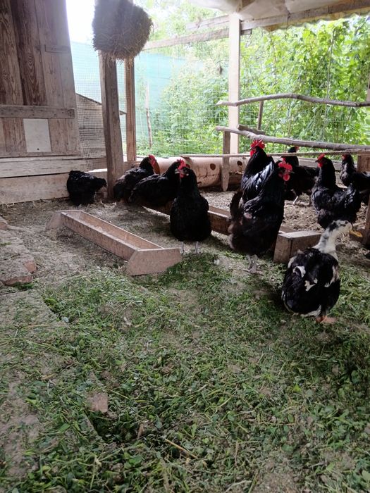 Australorp de vanzare