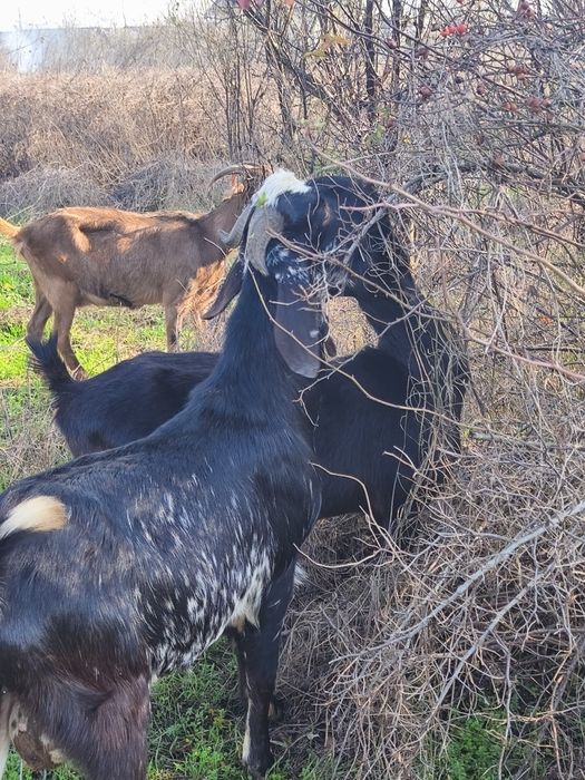 Schimb țap anglonubian