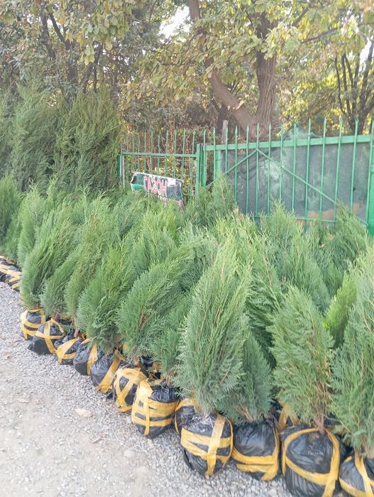 Archalar kòchatlari