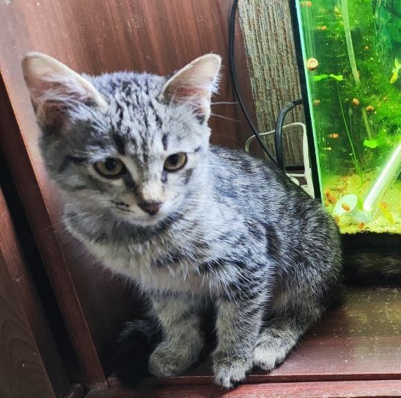 Котята. Домашние. В хорошие руки.