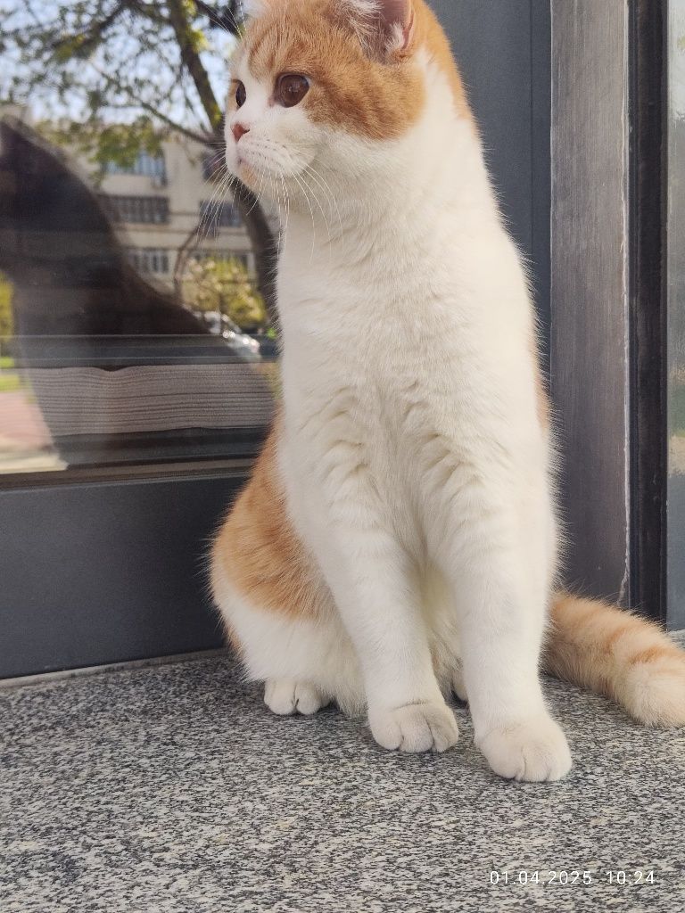 Котёнок Скотиш Страйт 7 месяцев