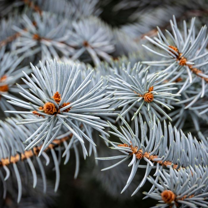 Picea Pungens 'Hoopsii' 20-30 cm – Brad Argintiu Hoopsii de Grădină