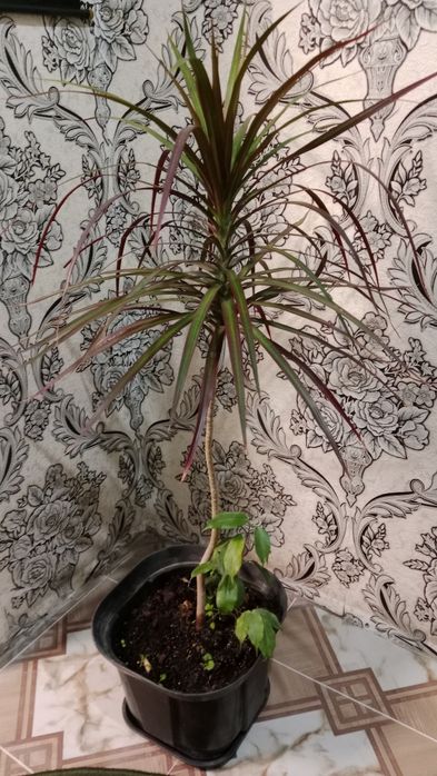 Продам срочно цветок домашний