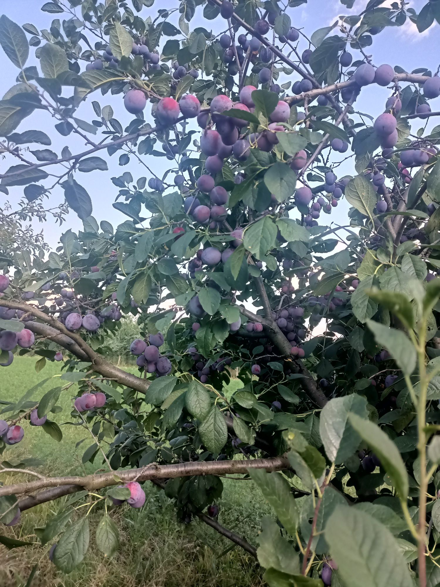 prune pt piata și țuică