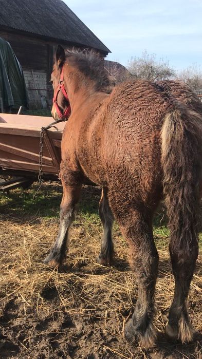 mânz de 5 luni de vanzare