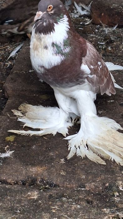 Mondain francez si gusat de pomerania de vânzare