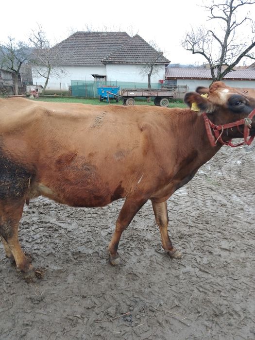 Vînd vacă jersey