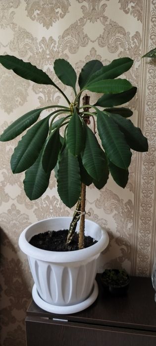 Молочай беложилковый.