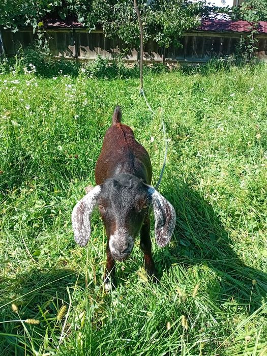 Vând capră și iadă, rasa anglo-nubian.. date la montă