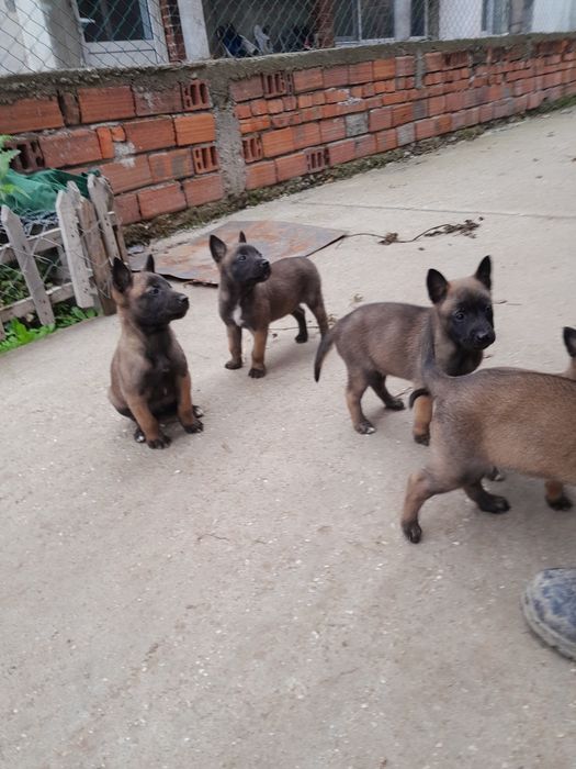 Белгийска овчарка