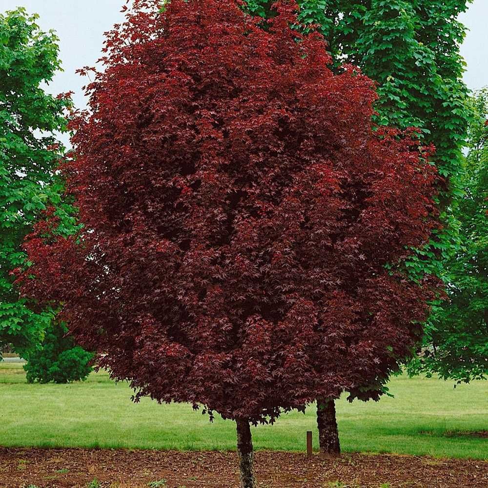 Artar rosu Crimson King galben variegat