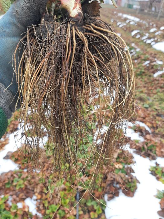 Stoloni Capsuni Remontante ALBION și soiuri anuale