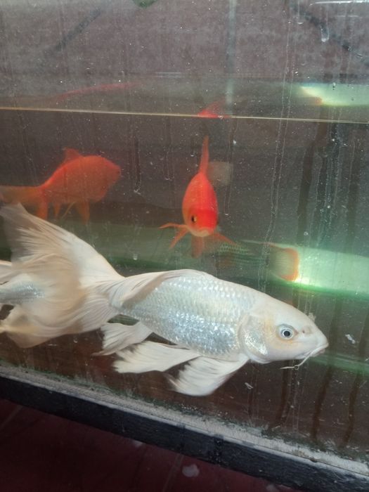 Продам рыбки кои