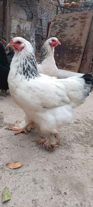 Палевый ва светлый брамалар сотилади, продаю палевые и светлые брамы