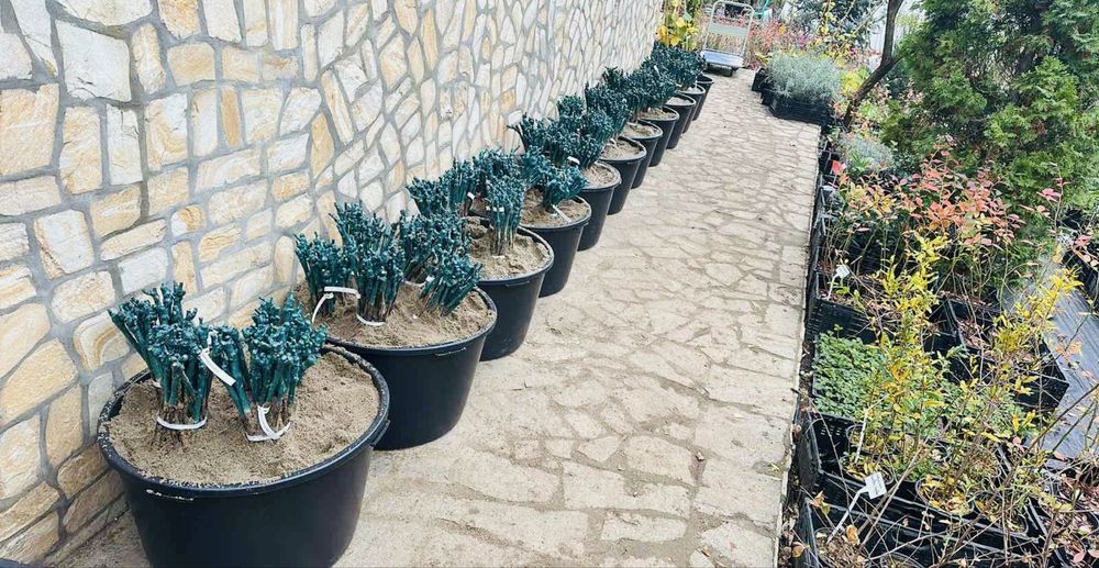 Овощни дървета, плодни храсти и лозички - Fruithome Плевен