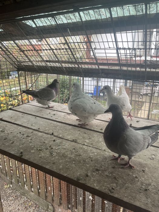 Porumbei texani de vanzare