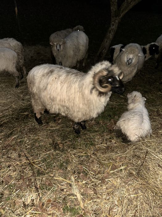 Berbecuti la prima monta