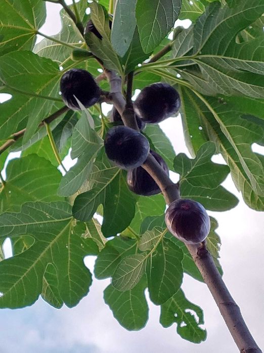 Smochin Napolitana / Ficus carica Napolitana în Ghiveci