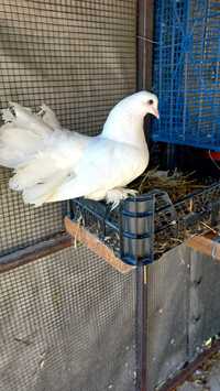 Vând porumbei origine India