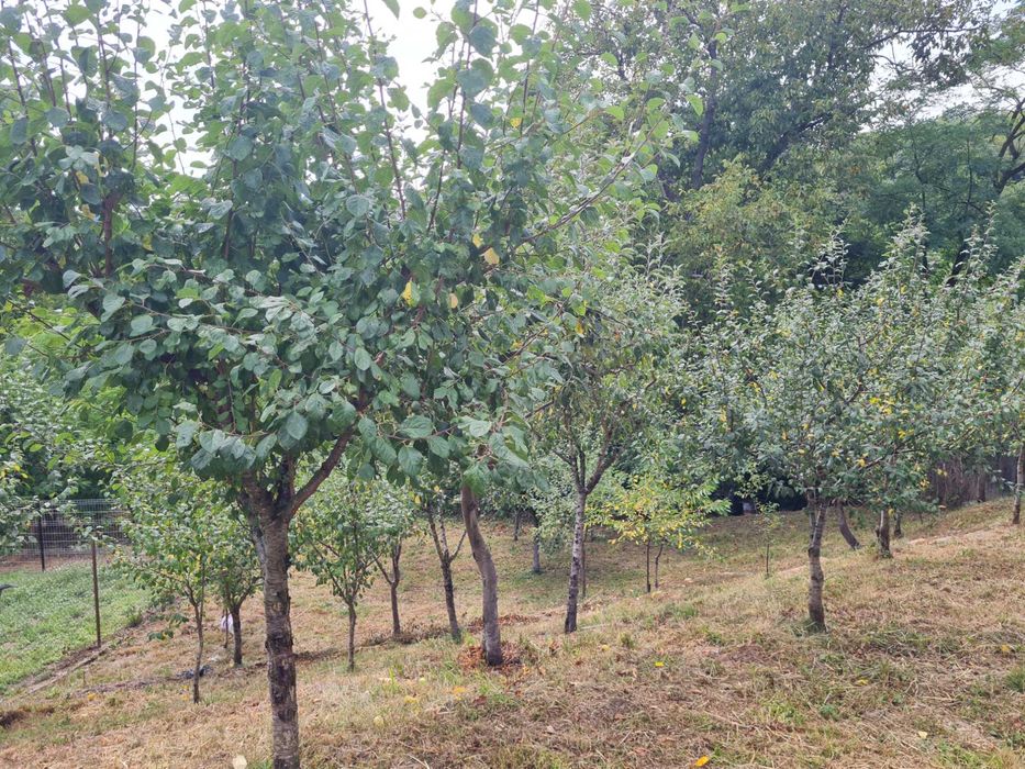 Vând teren intravilan