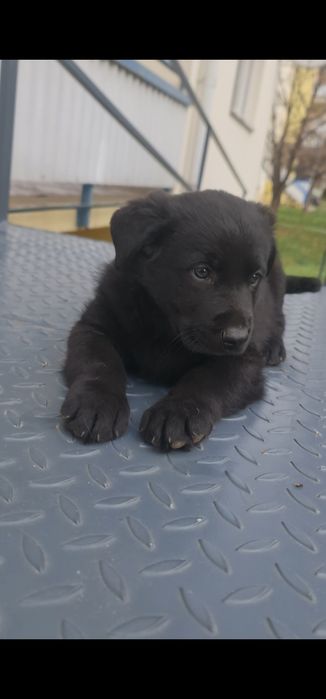 Pui Labrador Retriever Black