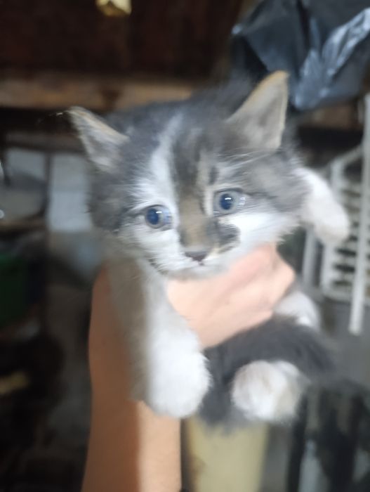 Котенок 1месячный