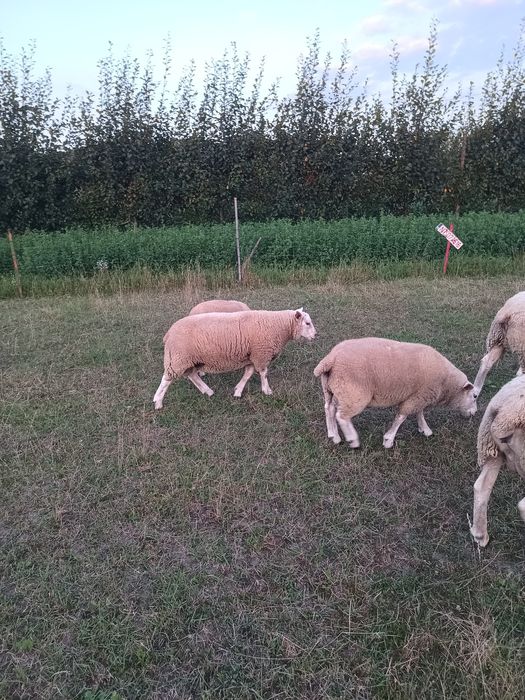 Berbecuț mielute texel