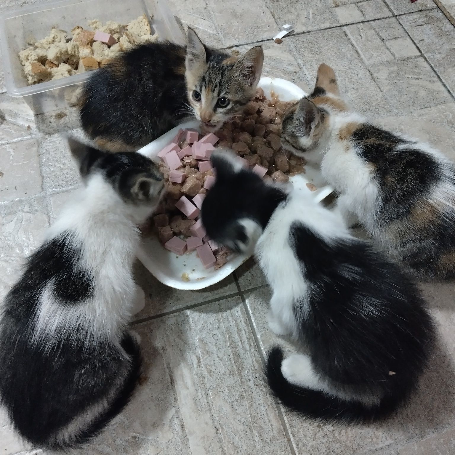 Подарявам котенца