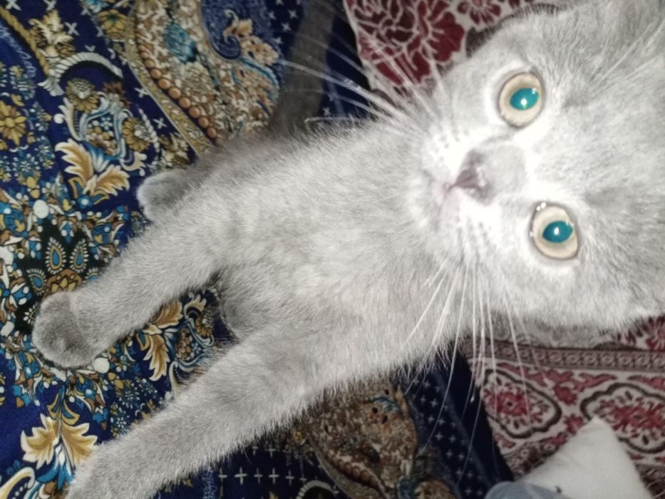 Срочно продается Скоттиш Страйт мальчик