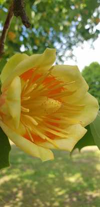 + 25 semințe tulipan, arbore de lalea (liriodendron tulipifera)