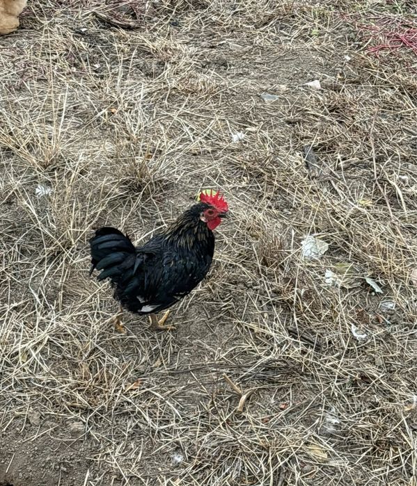 Vand gaini si cocosi pitici!