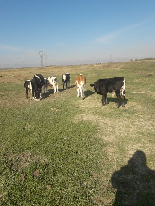 vaci si vitei junici