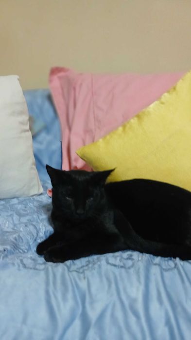 Бесплатно котенок